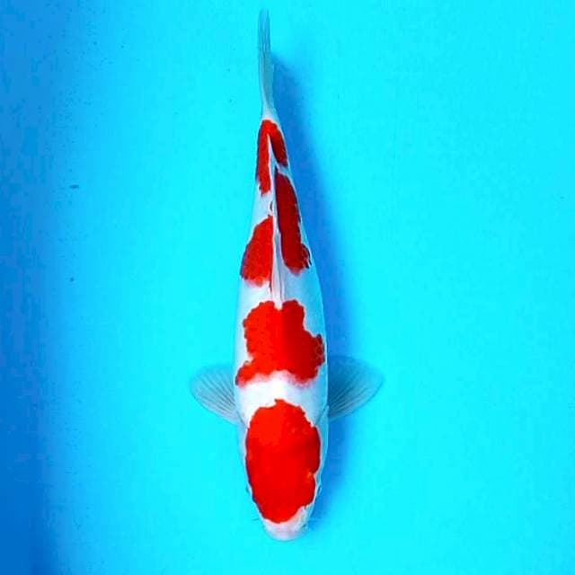 KOHAKU # 33CM