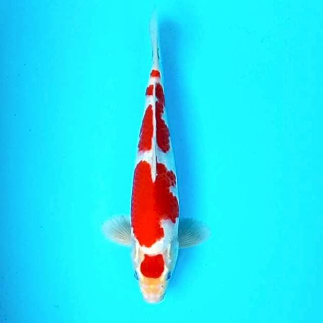 KOHAKU # 32CM