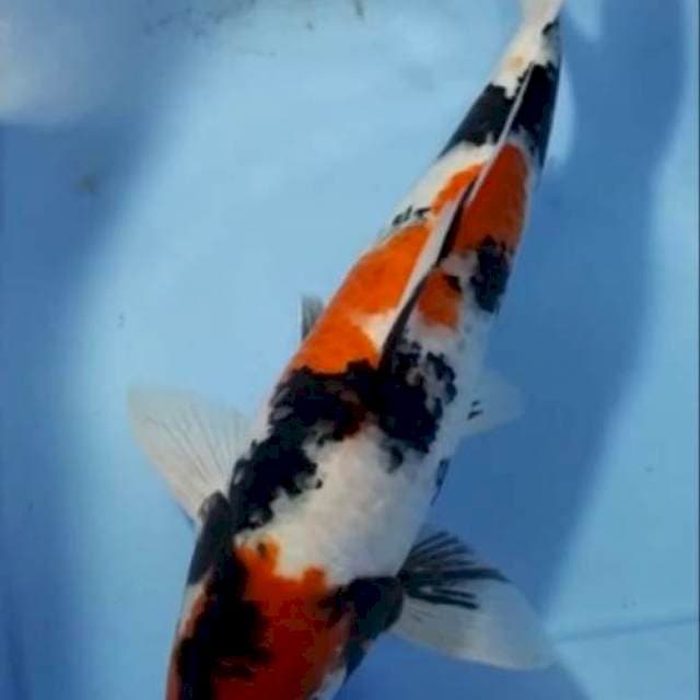 SHOWA SANSHOKU PEDES 47 CM
