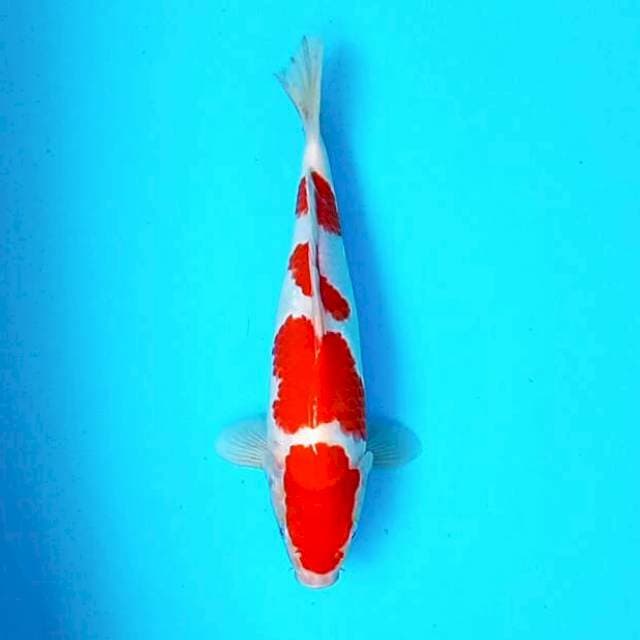 KOHAKU 4 STEP # 33CM