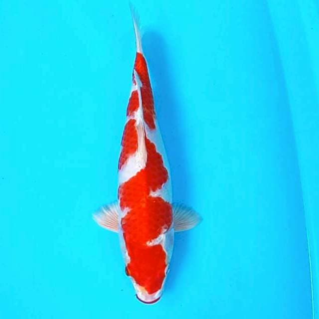KOHAKU HIKARI # 35CM