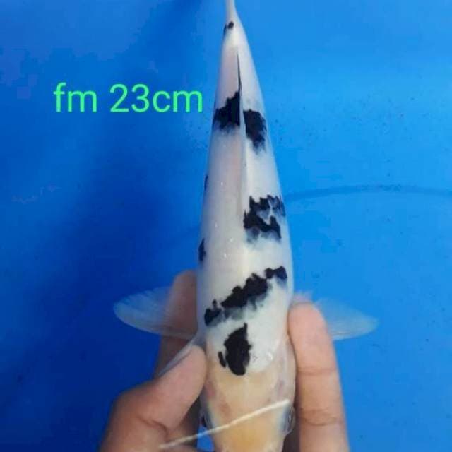 Bekko SQ 23cm