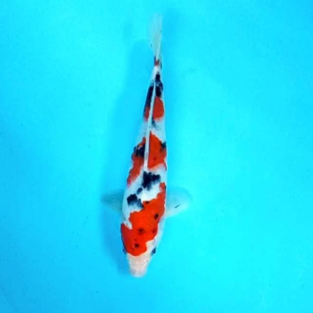 TAISHO SHANSOKU # 28CM