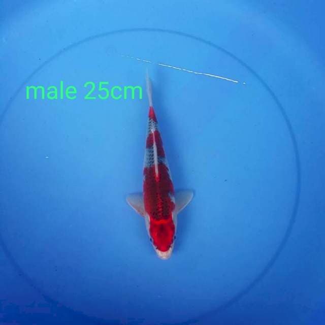 Gosiki 25cm