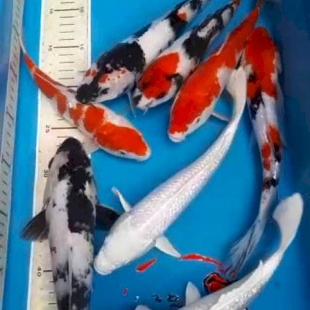 SHOWA, SHIRO PEDES 24,28 CM