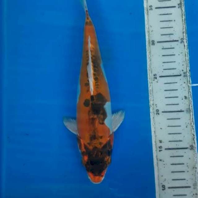 Kikko 28cm