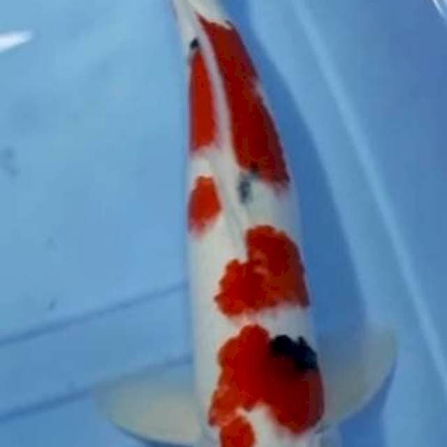 SANKE MERAH HATI 46 CM
