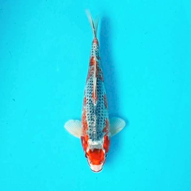 Maruten*30cm goshiki