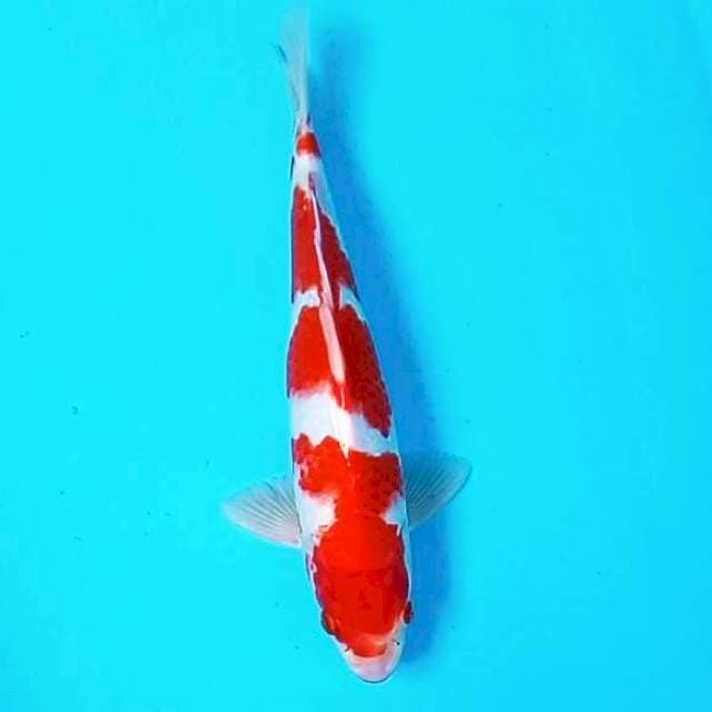 Kohaku*30cm