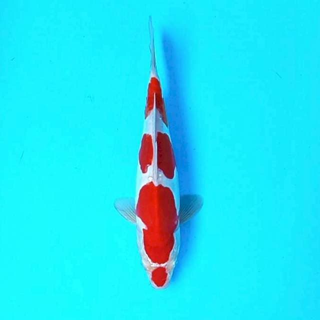 Kohaku*26cm joss