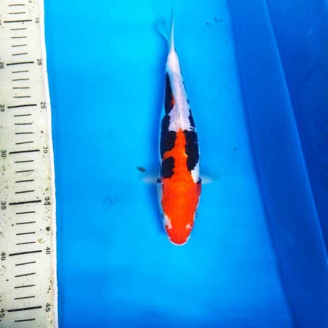 BENI KUMON 25CM