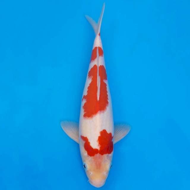 Kohaku deep red 30cm