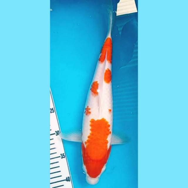 Kohaku 36cm. Skin & Bodi Bagus, Ori. #MK3