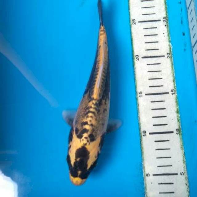 Doitsu kin kabuto 23cm