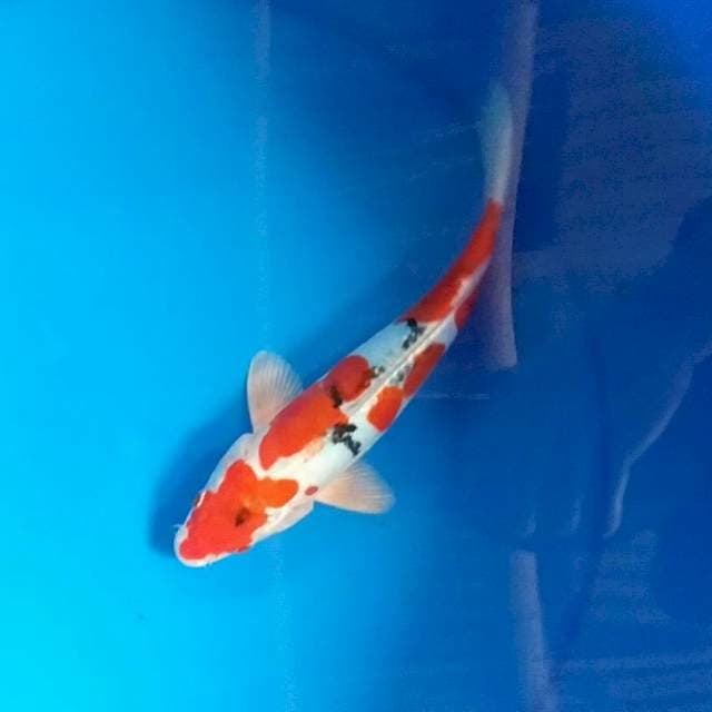 Sanke Hikari doitsu 25cm male