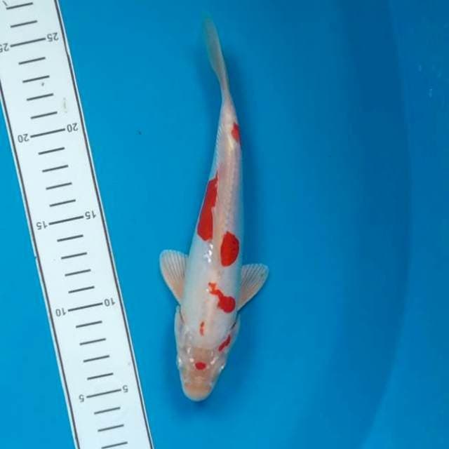 Kohaku Hikari doitsu 24cm male