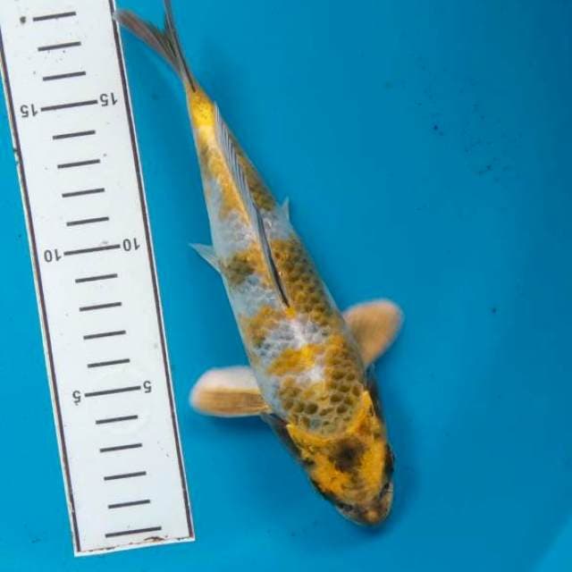 Gin Showa 20cm male