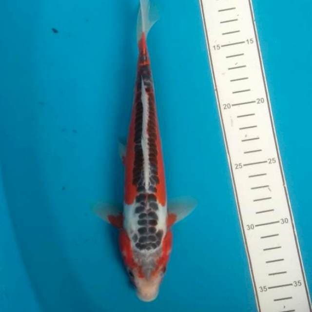 Red shusui 25cm male