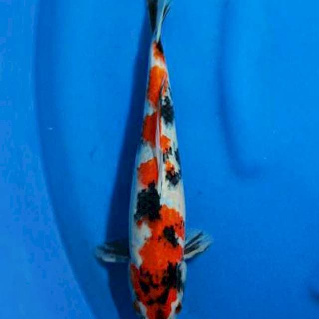Showa kindai tatekoi 33cm