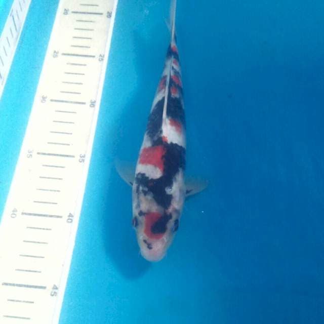 Showa, 23 cm