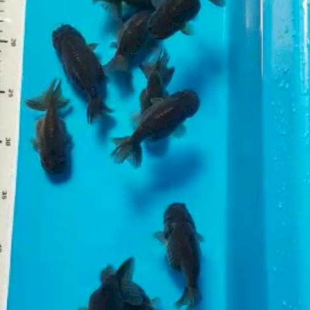 13 EKOR BLACKRANCU 10cm