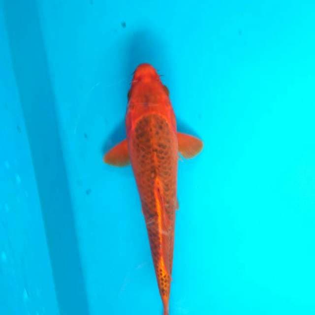 Akamadsuba 27