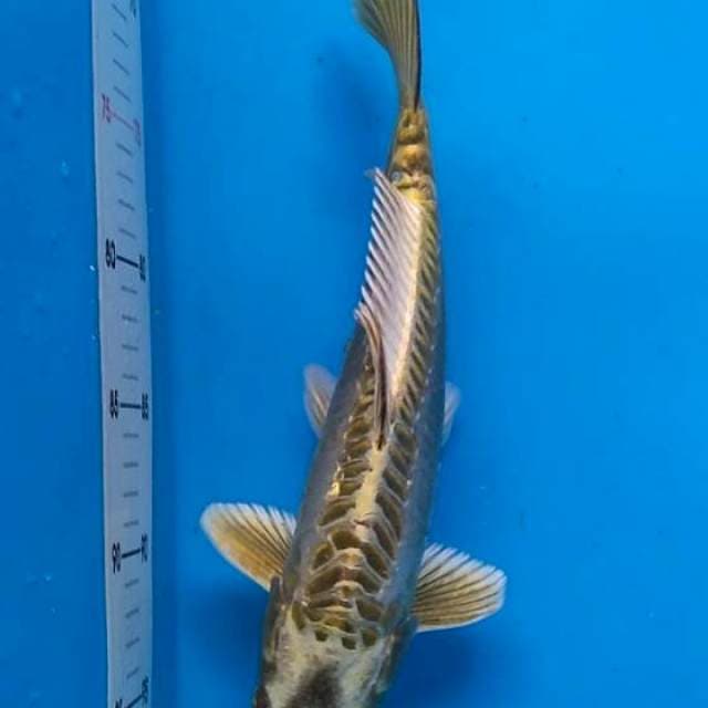 Golden 34 cm
