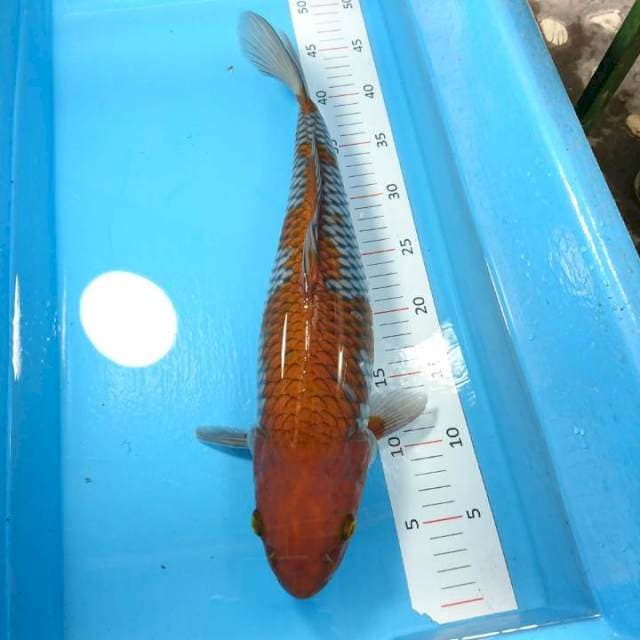 Ochiba 40cm