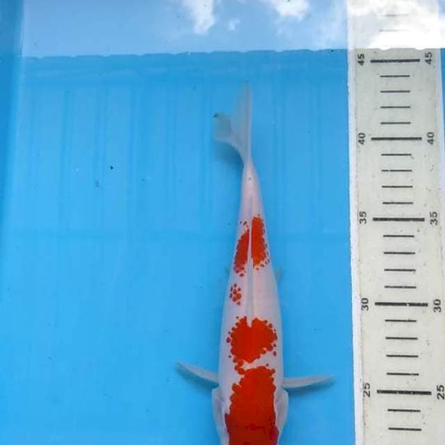 Kohaku kanoko quality