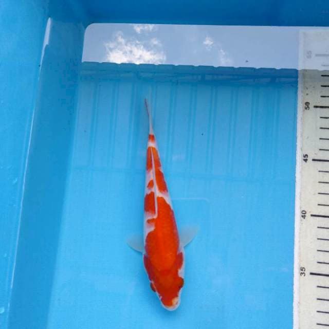 Kohaku super red