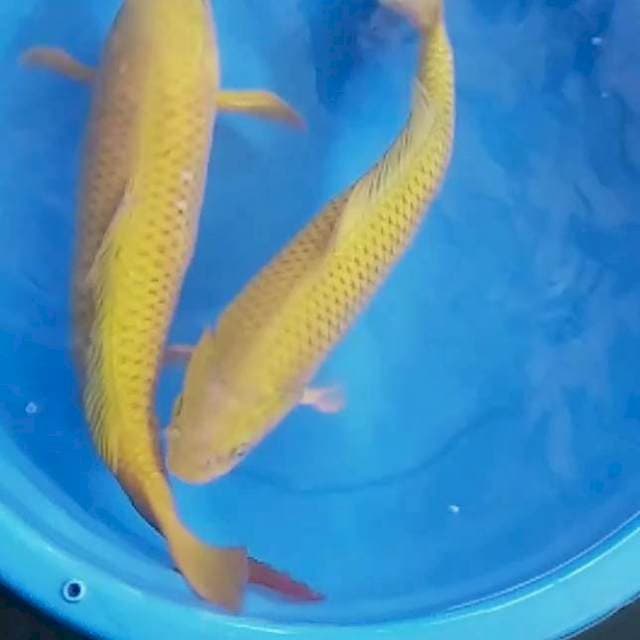 DUO SEJOLI JUMBO