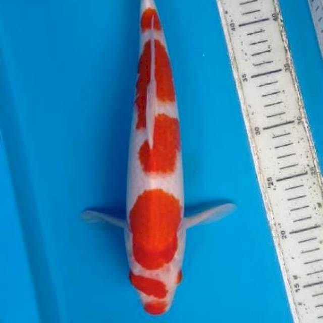 Kohaku 39cm