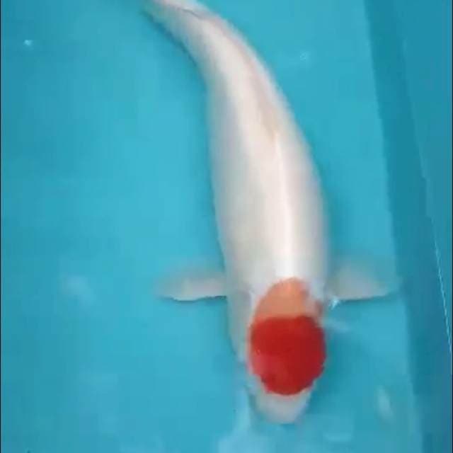 Tancho Kohaku Jumbo