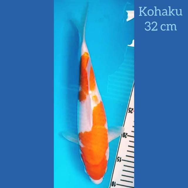 Kohaku 32cm. Bodi Ciamik, Ori #MK7