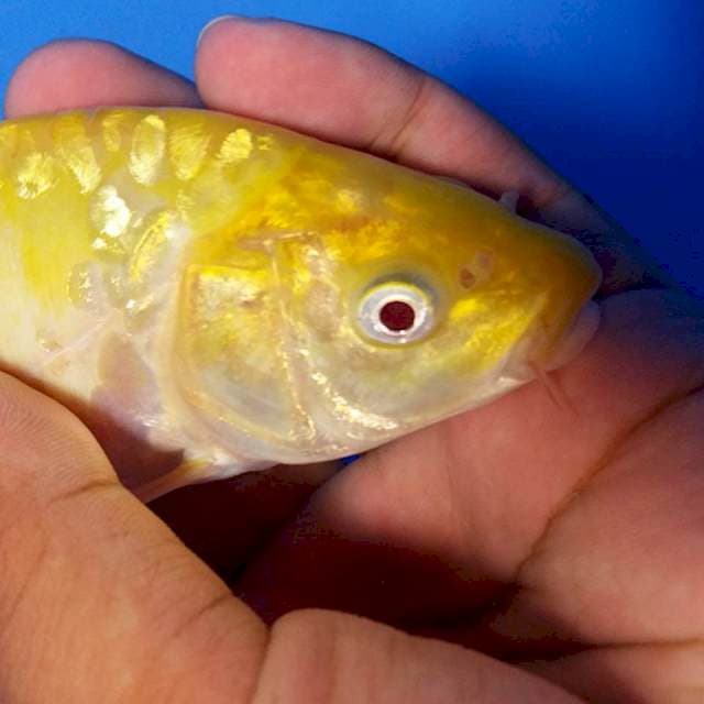 Red Eye Karashi F1