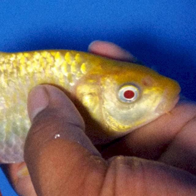 Red Eye Karashi F1