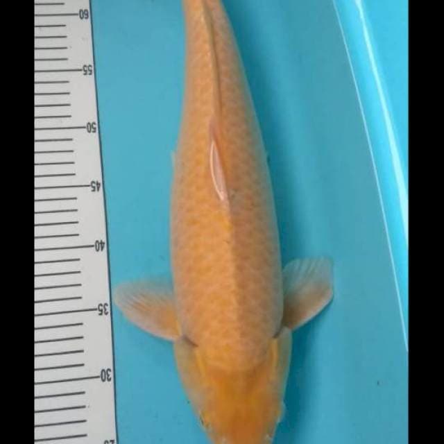 Karasi 50 cm