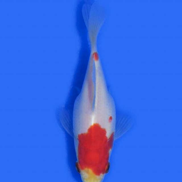 Tamasaba kohaku (Marushin) 11cm. Import dan Sertifikat