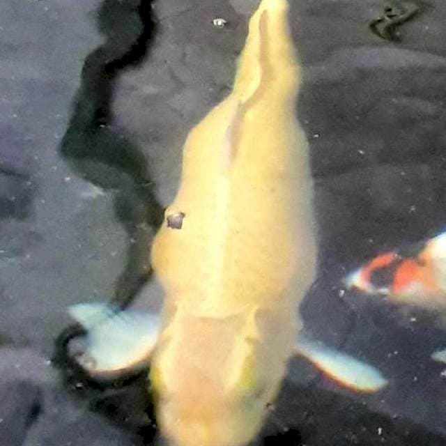 Si Kuning Siap Bertelur
