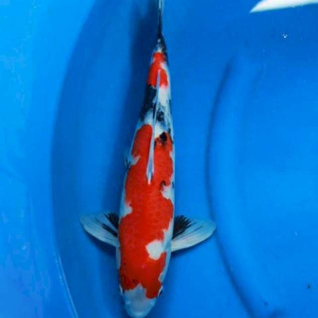 Showa super red 42cm