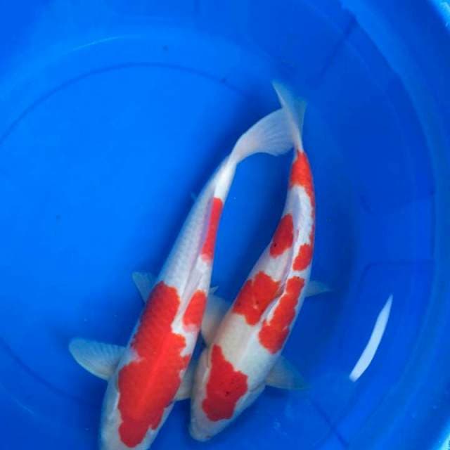 Sk kohaku f1