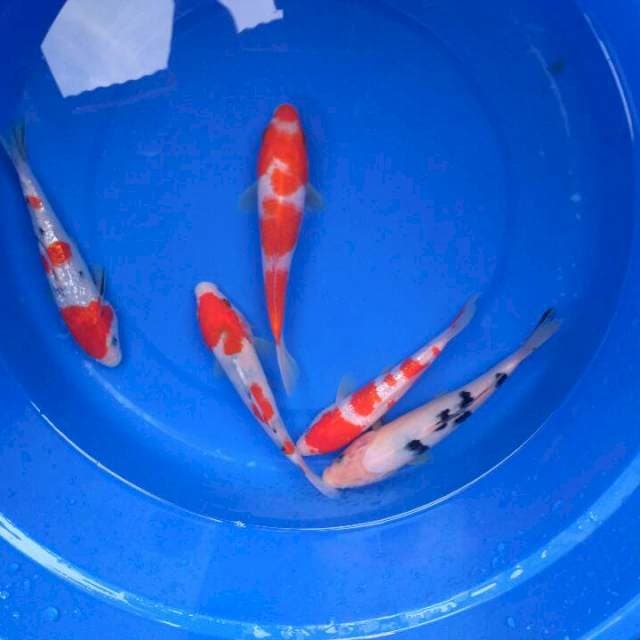 Sk mix koi