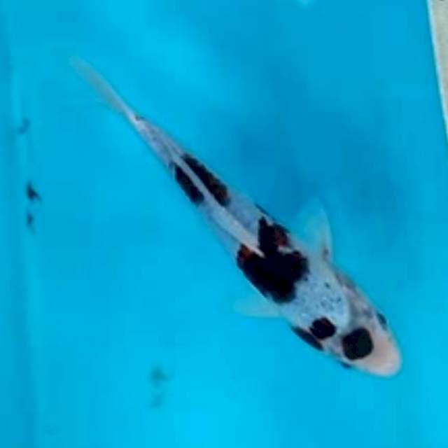 22cm KOROMO gesit