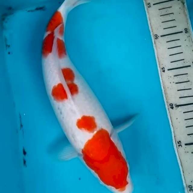 34cm KOHAKU
