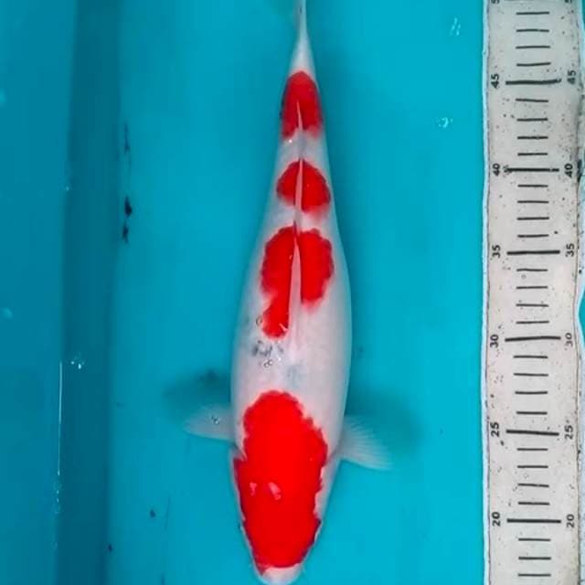 34cm KOHAKU ceplok 4