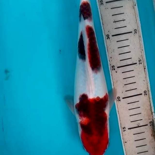30cm KOROMO