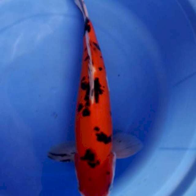 Aka sanke 35cm male