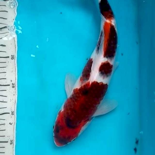 34cm KOROMO