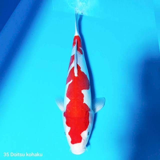 Doitsu Kohaku