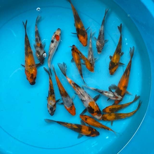 Mix Tosai Grade A Showa, Shiro dan Hi Utsuri